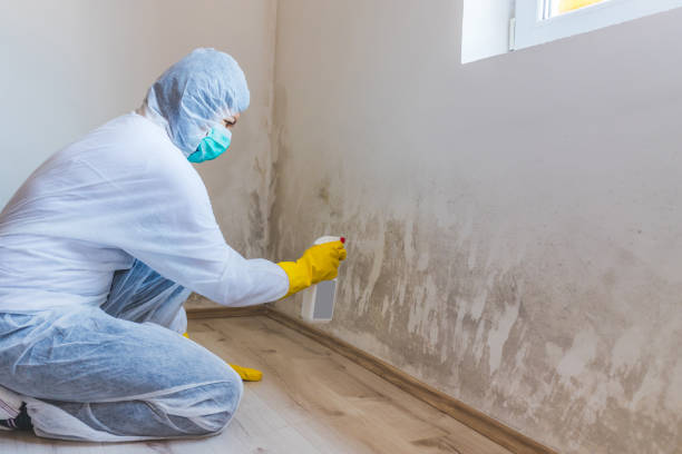 Licensed Basement Mold Removal service in Norfolk, MA - WQB Mold Removal