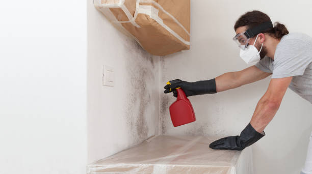 Professional Basement Mold Removal technician working in Norfolk, MA