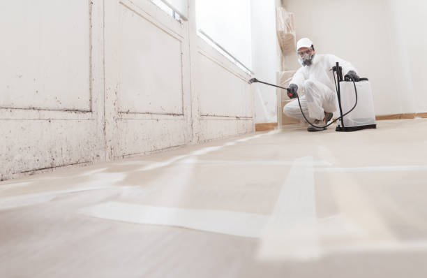 24/7 Emergency Basement Mold Removal experts in Norfolk, MA