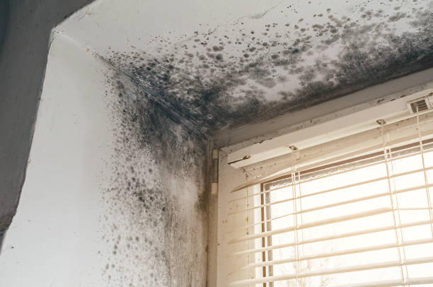 Affordable Basement Mold Removal solutions in Norfolk, MA