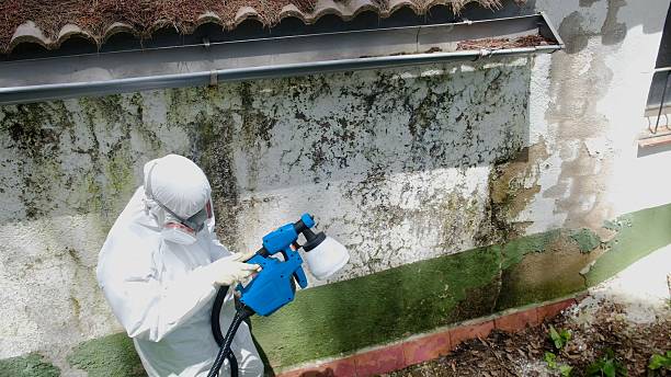 Top rated local Basement Mold Removal specialists in Norfolk, MA